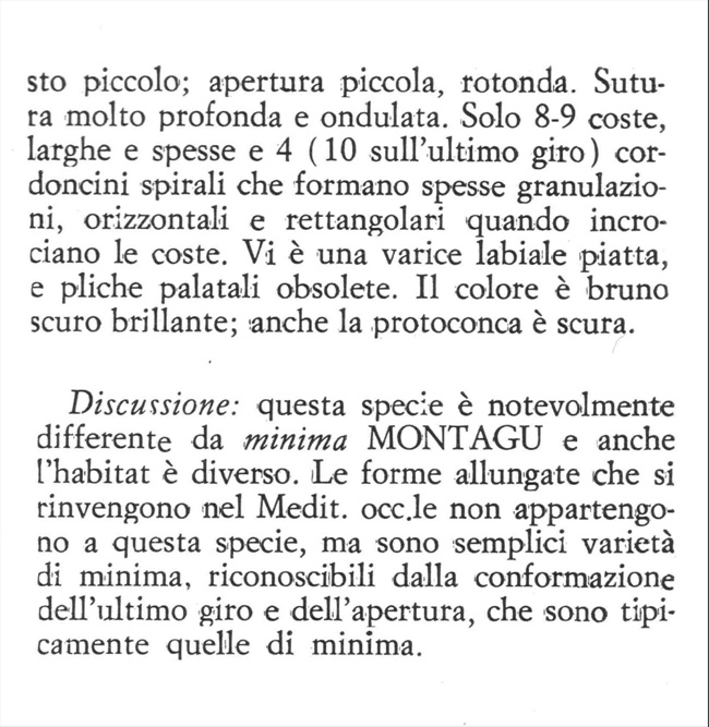 Famiglia Buccinidae: il genere Chauvetia